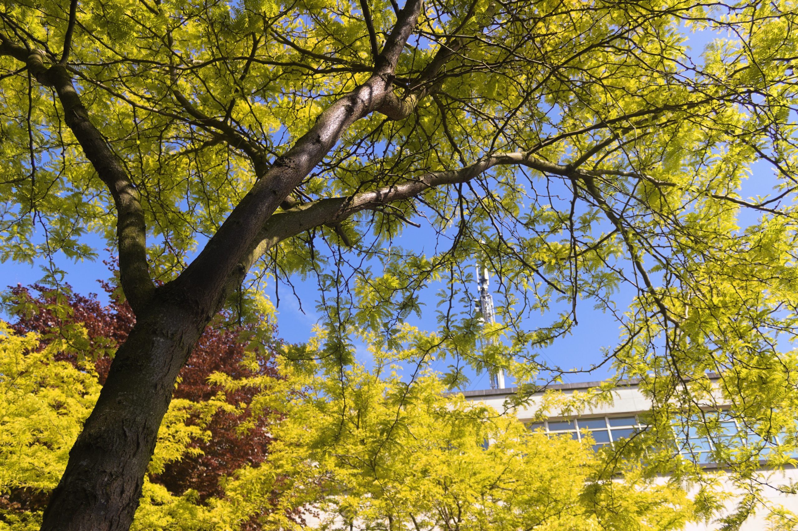 High,Trees,In,The,Neighbourhood,Of,Woluwe,Saint,Lambert